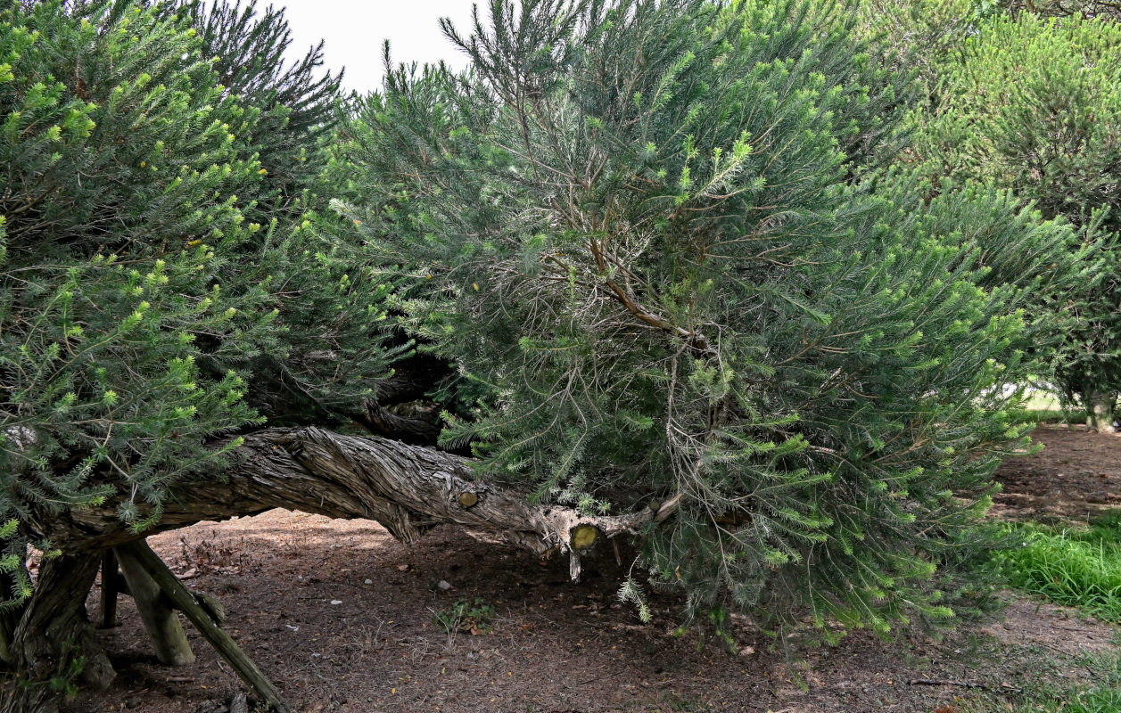 Image of Melaleuca armillaris specimen.