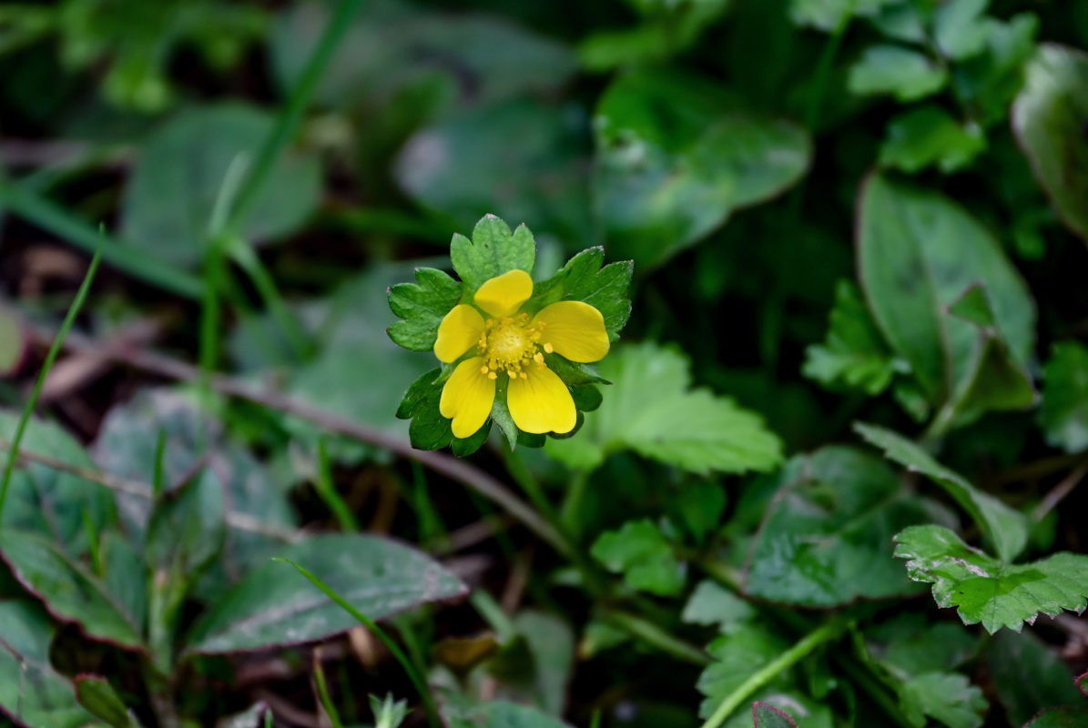 Изображение особи Duchesnea indica.