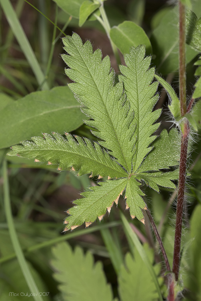 Изображение особи Potentilla recta.