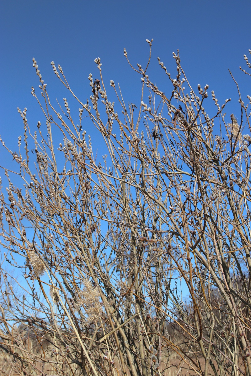 Изображение особи род Salix.