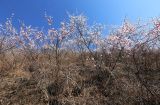 Armeniaca sibirica. Заросли цветущих растений на юго-восточном склоне. Приморский край, Пограничный р-н, окр. пгт Пограничный. 01.05.2026.