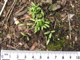 Archangelica sajanensis. Проростки. Красноярский край, Ермаковский р-н, пос. Танзыбей, сорное на огороде. 17.05.2026.