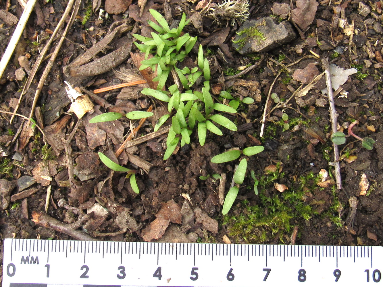 Image of Archangelica sajanensis specimen.