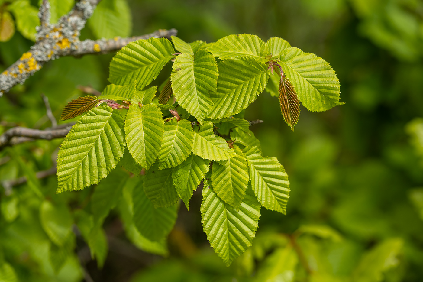 Image of Carpinus betulus specimen.