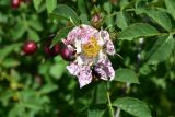 род Rosa