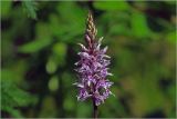 Dactylorhiza fuchsii