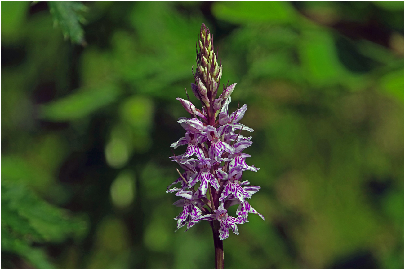 Image of Dactylorhiza fuchsii specimen.