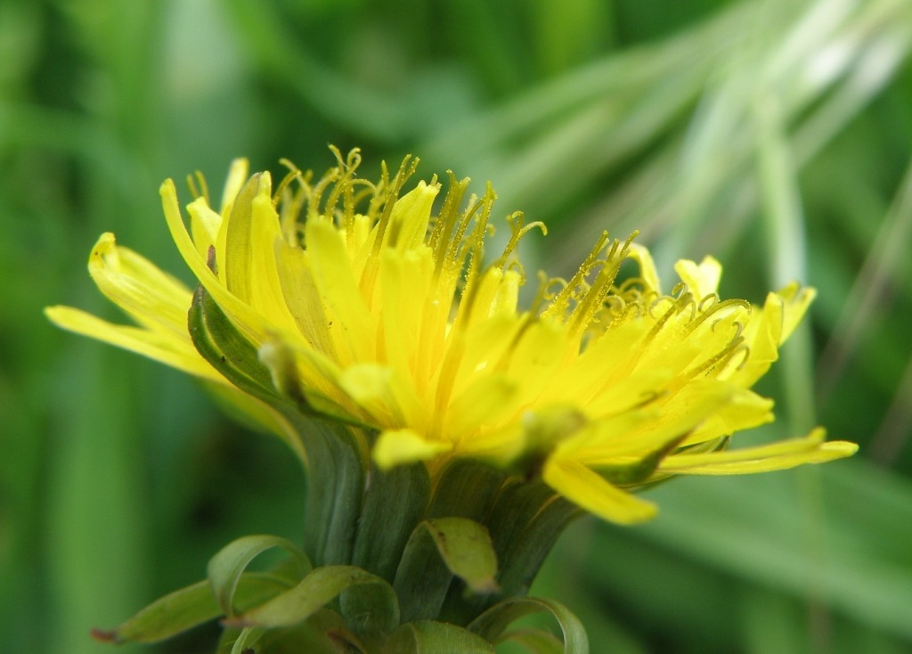 Image of Taraxacum tenuilobum specimen.