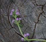genus Thymus