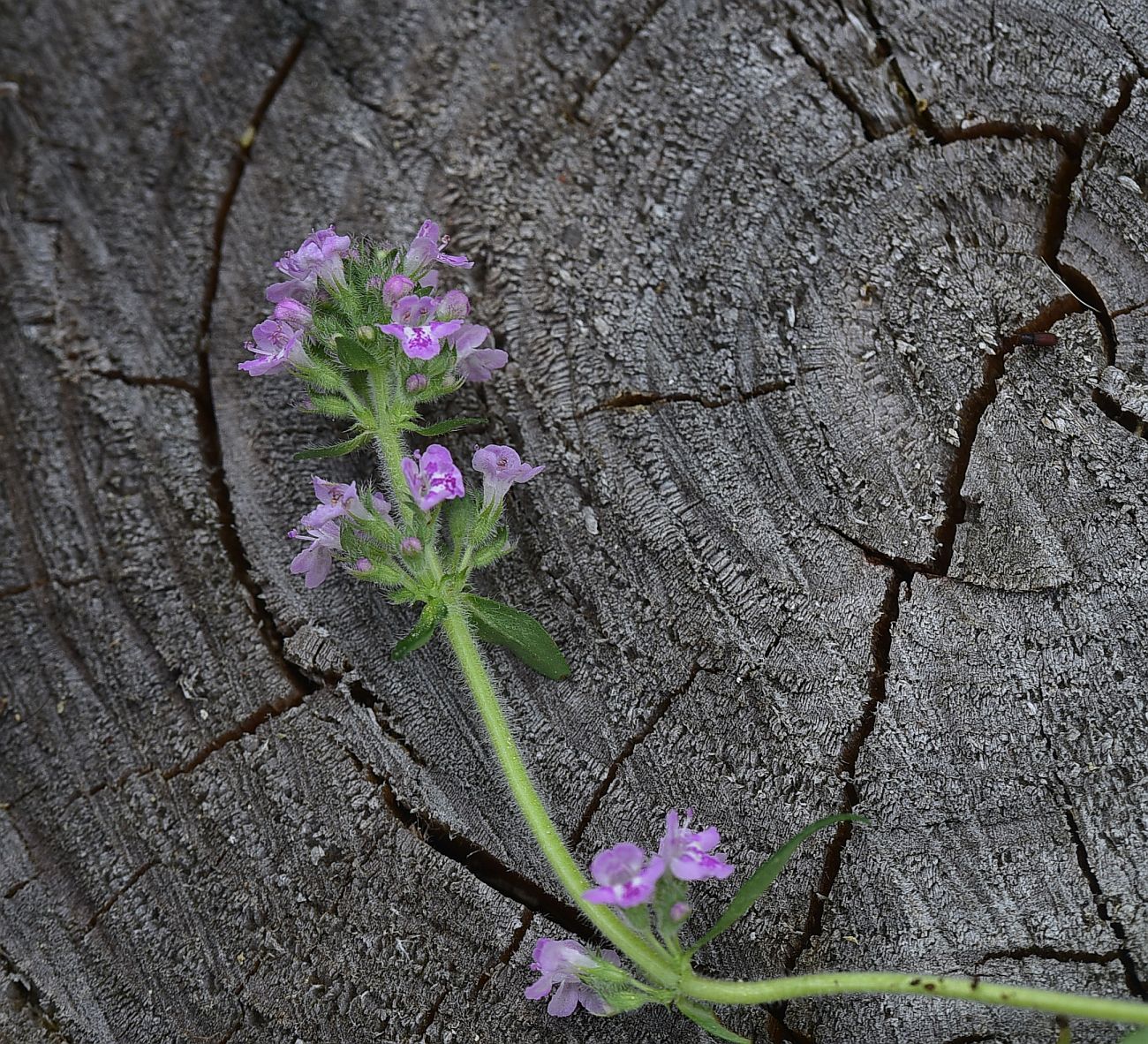 Image of genus Thymus specimen.