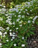 Argyranthemum pinnatifidum