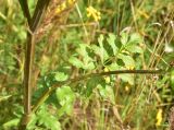 unknown species. Лист. Калужская обл., Боровский р-н, окр. дер. Чёлохово, высота 200 м н.у.м, луг на старой залежи. 14 августа 2026 г.