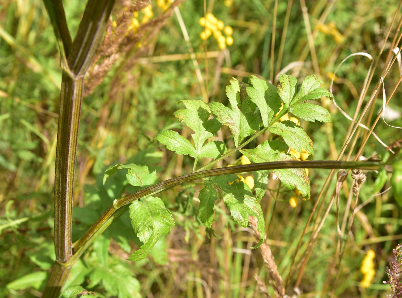 Image of Unknown species specimen.