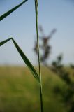 familia Poaceae. средеяя часть побега. Оренбургская обл., Саракташский р-н, Жёлтинский сельсовет, хр. Карамурунтау, дол. ручья Килькан, разнотравно-злаковый луг. 11 июня 2025 г.