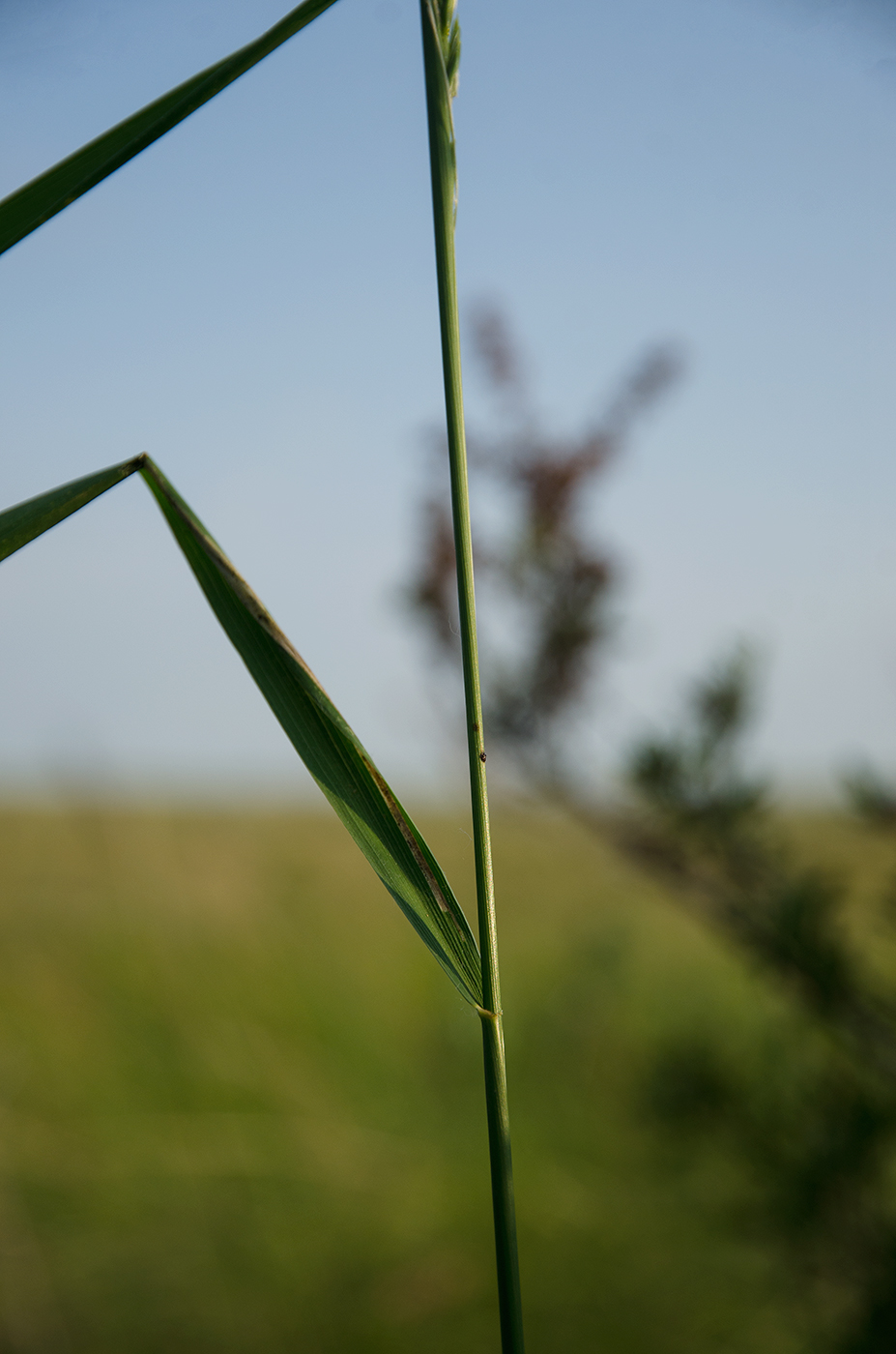 Image of familia Poaceae specimen.