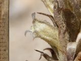 Orobanche camptolepis