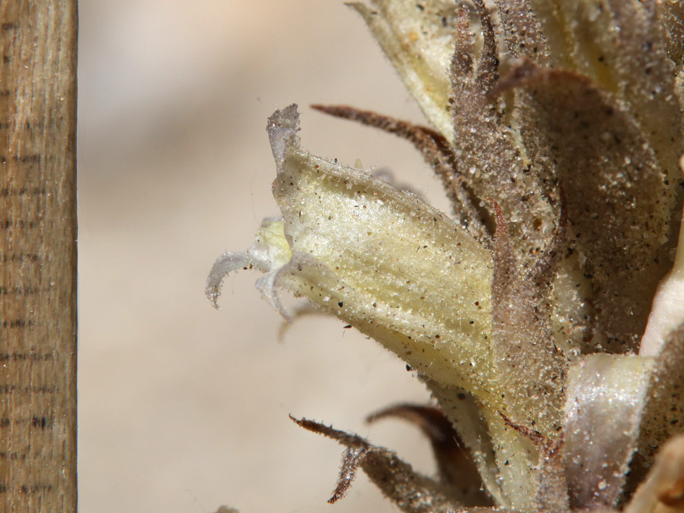 Изображение особи Orobanche camptolepis.