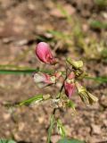 genus Lathyrus. Соцветие. Турция, ил Артвин, окр. храма Отхта, луг, у тропы. 13 июня 2026 г.