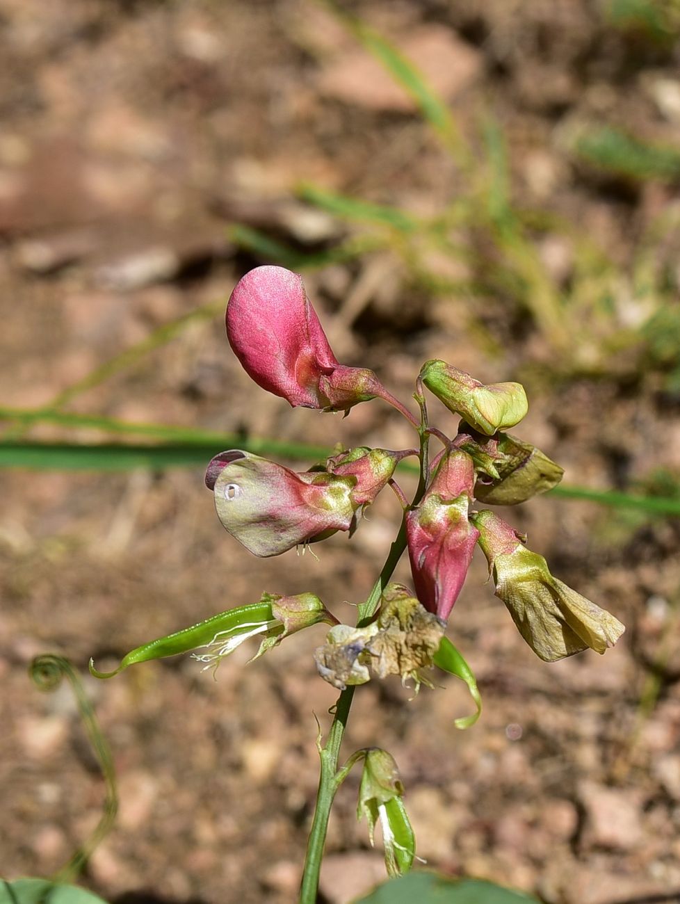Image of genus Lathyrus specimen.