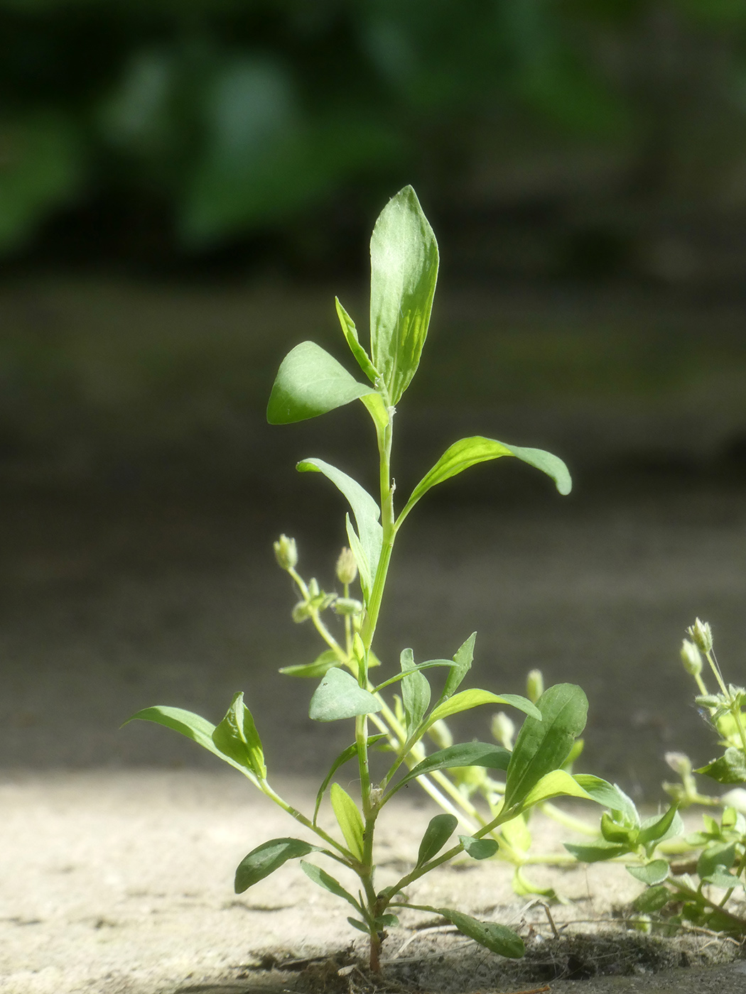 Изображение особи Polygonum arenastrum.