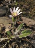 Leibnitzia anandria