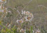Clematis flammula