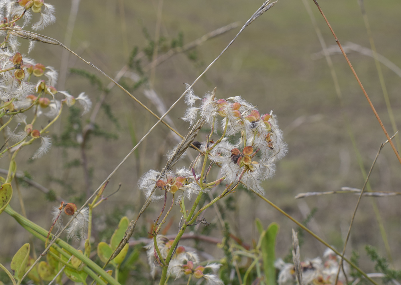 Image of Clematis flammula specimen.