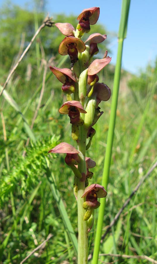 Image of Steveniella satyrioides specimen.