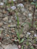 genus Valerianella. Цветущее растение. Крым, Кутлакская бухта. 05.05.2011.