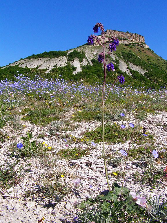 Изображение особи Salvia nutans.