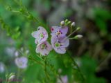 Veronica urticifolia. Верхняя часть цветущего и плодоносящего растения. Украина, Ивано-Франковская обл., Надворнянский р-н, с. Максимец, возле Горганского лесничества. 22 июня 2011 г.