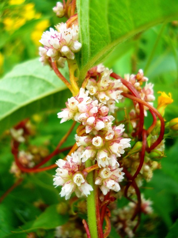 Изображение особи Cuscuta europaea.