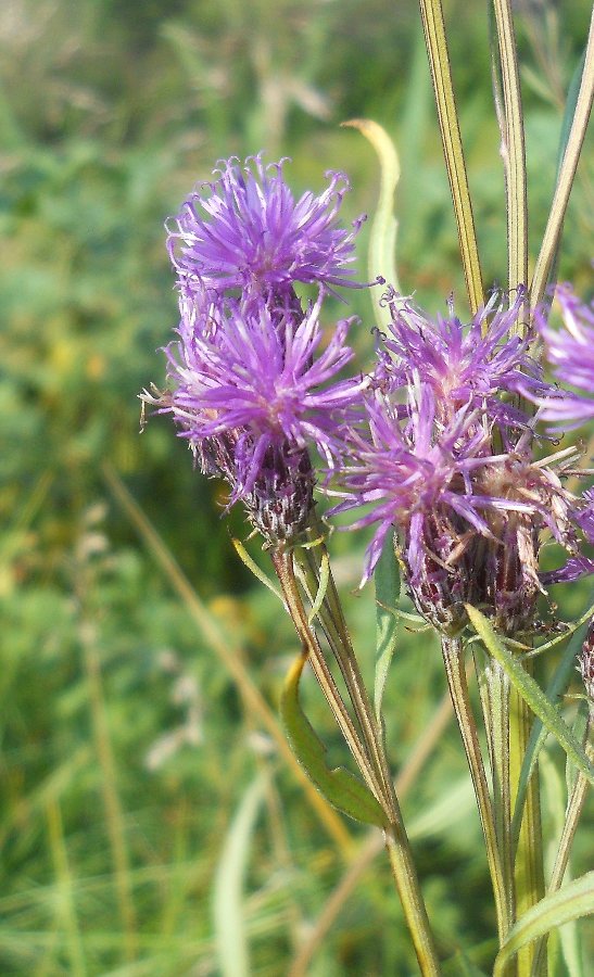 Image of Saussurea amara specimen.