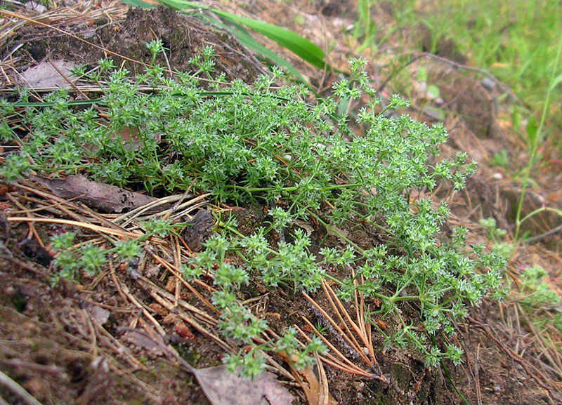 Изображение особи Scleranthus annuus.