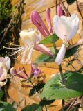 Lonicera caprifolium