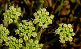 Crithmum maritimum. Соцветия. Израиль, г. Герцлия, Шарон, высокий берег Средиземного моря. 17.08.2011.