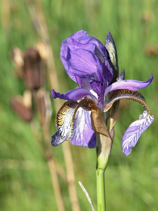 Image of Iris sibirica specimen.