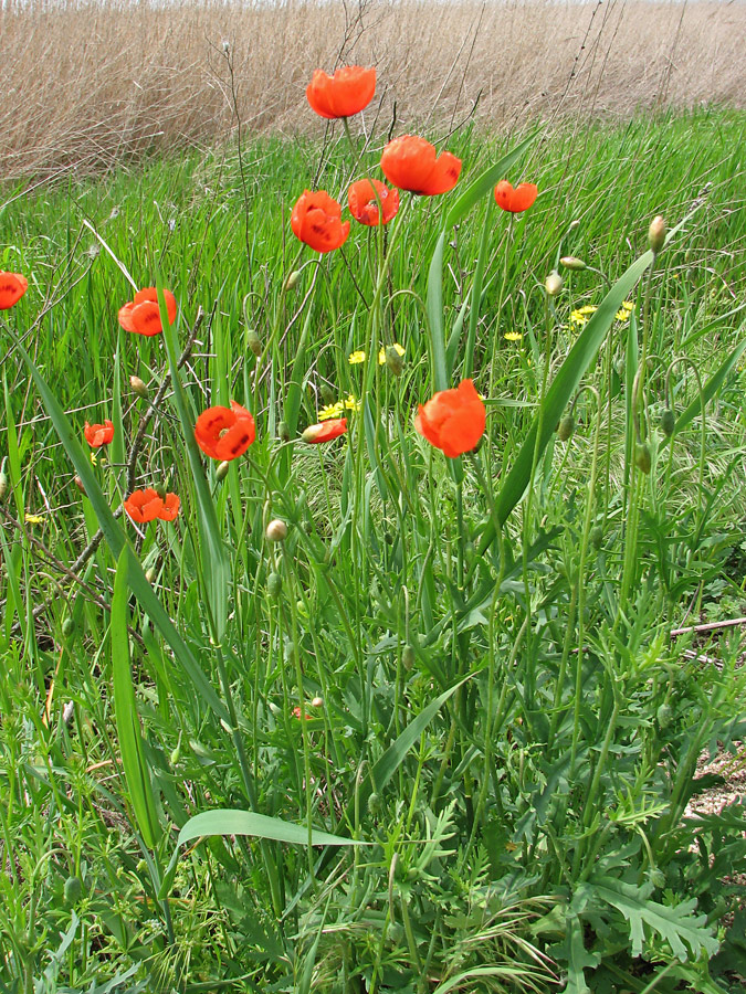 Image of Papaver stevenianum specimen.