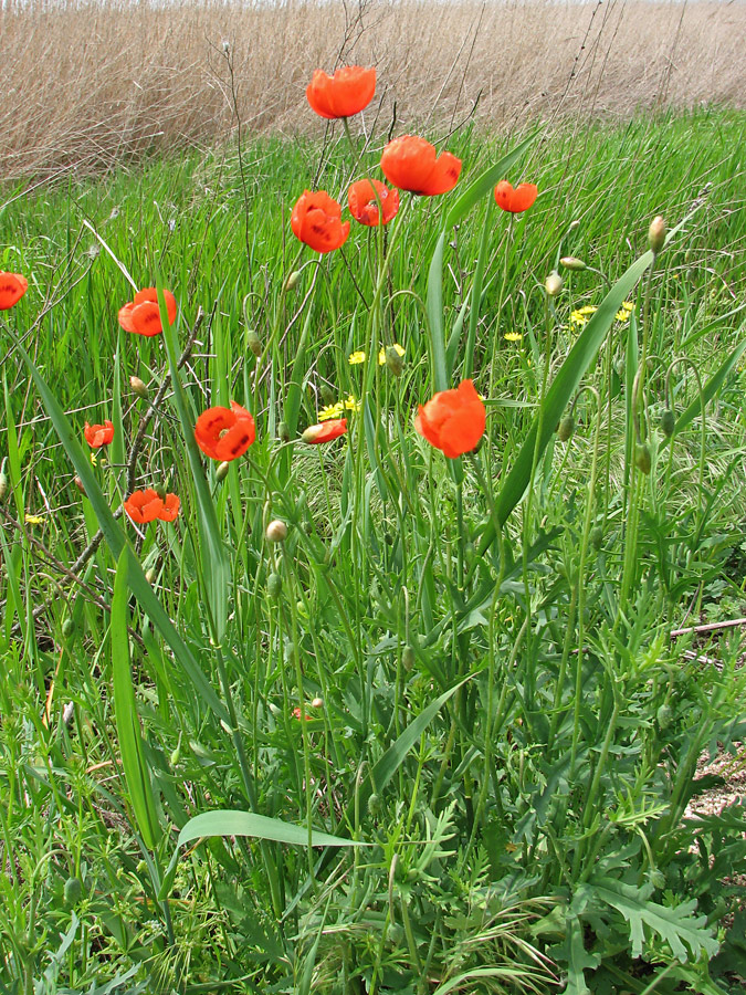 Изображение особи Papaver stevenianum.