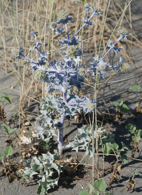 Изображение особи Eryngium maritimum.