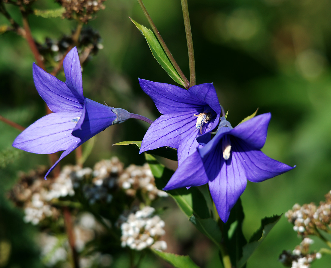 Изображение особи Platycodon grandiflorus.