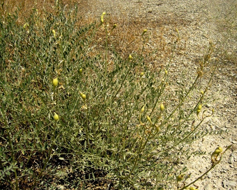 Изображение особи Goebelia pachycarpa.