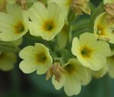 Primula elatior. Цветы. Ленинградская обл., середина мая.