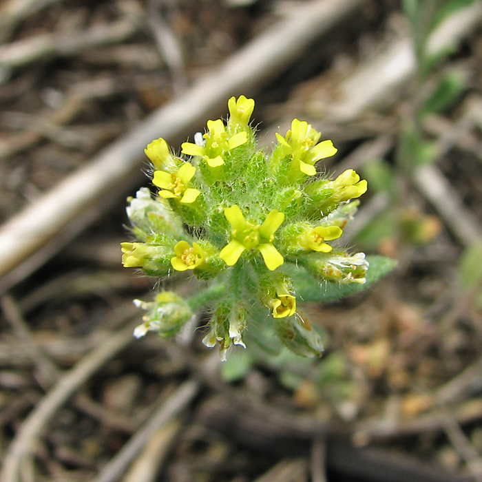 Image of Alyssum simplex specimen.