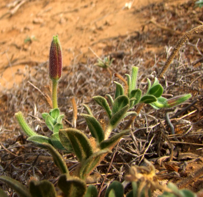 Image of Oenothera drummondii specimen.