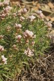 Asperula cretacea