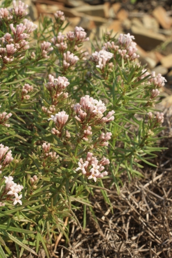 Изображение особи Asperula cretacea.