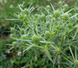 Eryngium campestre. Соцветия. Словакия, Кошицкий край, район Рожнява, луг. 31.07.2011.