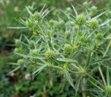 Eryngium campestre. Соцветия. Словакия, Кошицкий край, район Рожнява, луг. 31.07.2011.