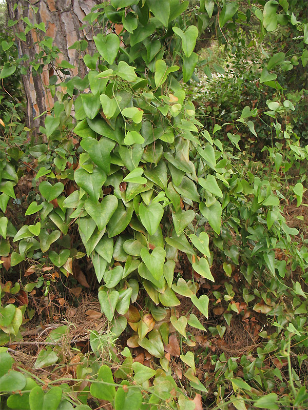 Image of Smilax aspera specimen.